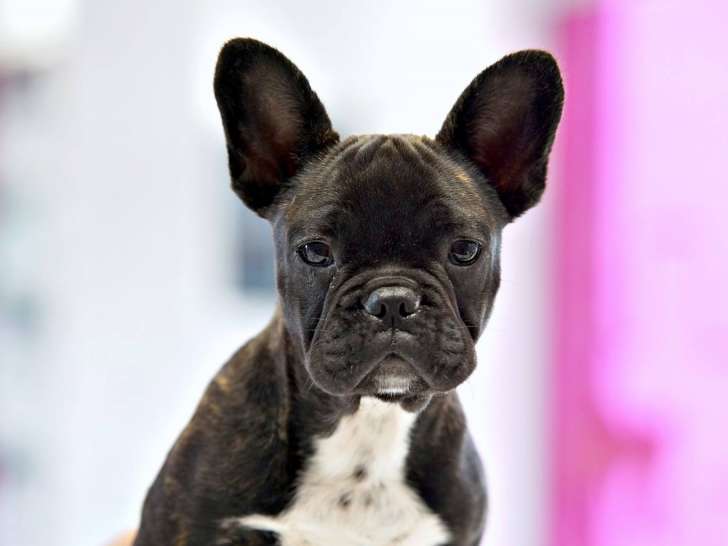 Clinique vétérinaire La Rocade