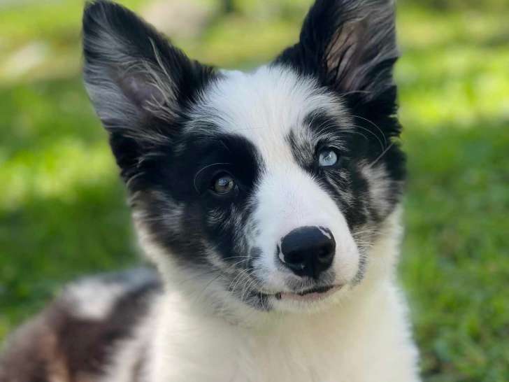 Clinique vétérinaire Amalthéa