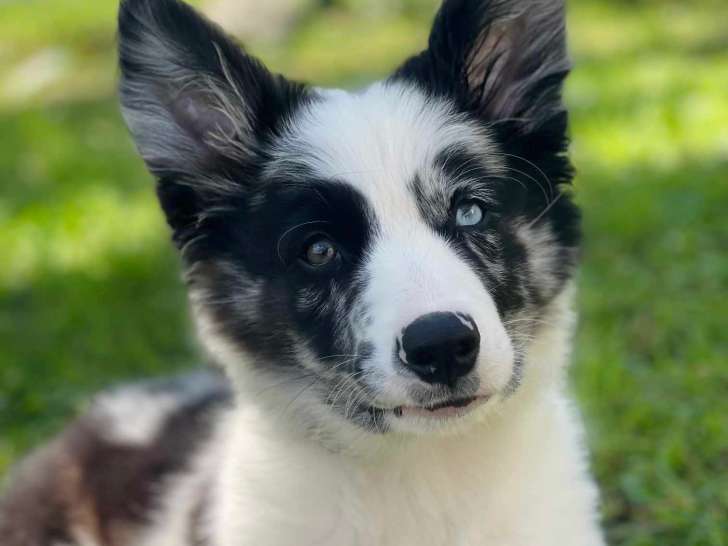 Clinique vétérinaire Amalthéa