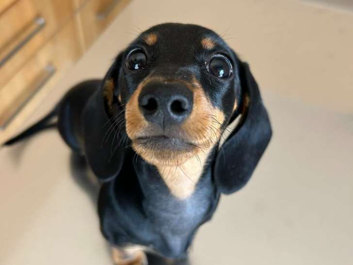 Clinique vétérinaire des îles