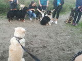 Corsica Dog Educ
