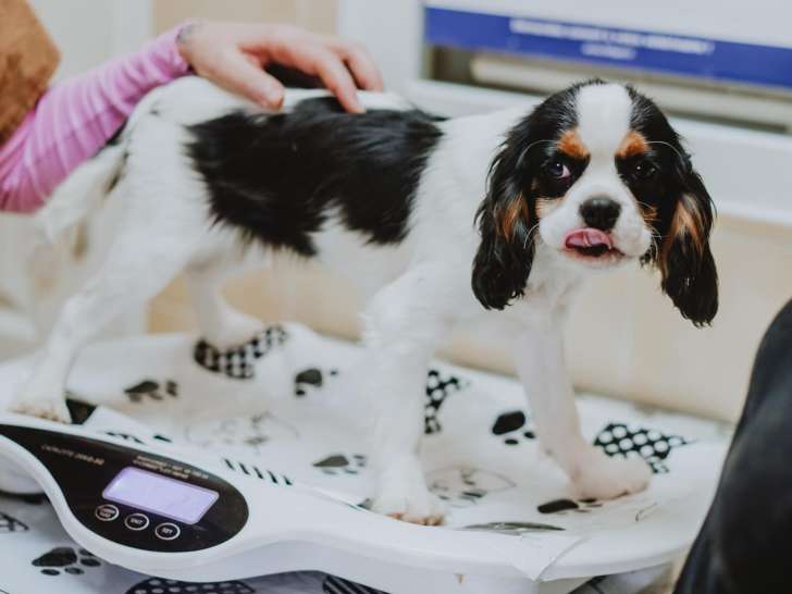 Clinique vétérinaire Vetlife - Lucciana