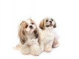Shih Tzu Adoption Quebec Ontario