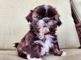 Shih Tzu Adoption Quebec Ontario