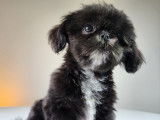 Shih Tzu Adoption Quebec Ontario
