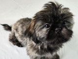Shih Tzu Adoption Quebec Ontario