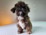 Shih Tzu Adoption Quebec Ontario