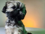 Shih Tzu Adoption Quebec Ontario