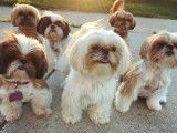 Shih Tzu Adoption Quebec Ontario