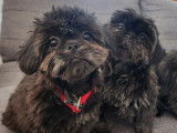 Ruby et Shadow