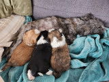 Shih Tzu Adoption Quebec Ontario