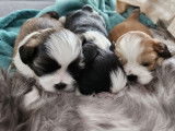 Shih Tzu Adoption Quebec Ontario