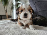 Shih Tzu Adoption Quebec Ontario