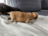 Shih Tzu Adoption Quebec Ontario