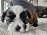 Shih Tzu Adoption Quebec Ontario