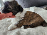 Shih Tzu Adoption Quebec Ontario