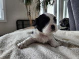 Shih Tzu Adoption Quebec Ontario