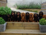 des Petits Anges de Sophie
