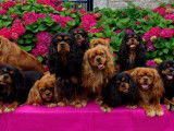 des Petits Anges de Sophie
