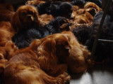 des Petits Anges de Sophie