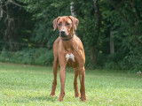 Belgian Rhodesian Ridgeback Club
