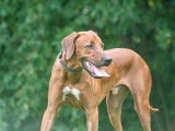 Belgian Rhodesian Ridgeback Club