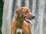 Belgian Rhodesian Ridgeback Club