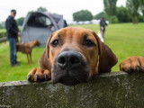 Belgian Rhodesian Ridgeback Club