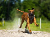 Belgian Rhodesian Ridgeback Club