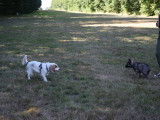 Homo Canis
