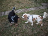 Homo Canis