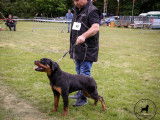 Club Belge des Rottweilers