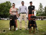 Club Belge des Rottweilers