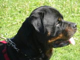 Club Suisse du Rottweiler