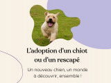 Vous adoptez bientôt un chiot ou rescapé? Ce service est pour vous! Je vous accompagne avant et après l'adoption pour que vous soyez prêt à l'accueillir comme un pro. Selon vos besoins, nous créerons ensemble un plan d'éducation pour bâtir votre relation, à son rythme, et partir de la bonne patte!