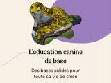 Une éducation de base solide est indispensable afin de prévenir les comportements indésirables. Je vous enseigne les bases essentielles à la vie de tous les jours : le focus, assis/couché, marche en laisse, rappel et plus encore selon tes besoins. Tout cela dans le plaisir d’apprendre!