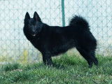 Nénette la schipperke