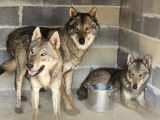 Nos 3 chiens loups
