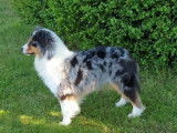 Of Darling Dog