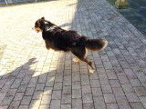 Of Darling Dog