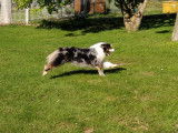 Of Darling Dog