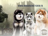 Pomsky miniature, Pomsky silver, Pomsky chocolat