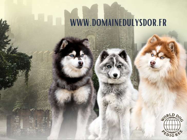 Pomsky miniature, Pomsky silver, Pomsky chocolat