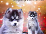 Future reproductrice de gabarit toy, Moustique poursuit son dressage au cavage (recherche de truffes)