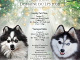 Mariage 2023, naissances prévues en avril. Chiots disponibles en juillet. Les réservations sont ouvertes !