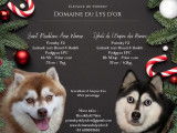 Mariage 2023, naissances prévues en novembre. Chiots disponibles en février 2024. Les réservations sont ouvertes !