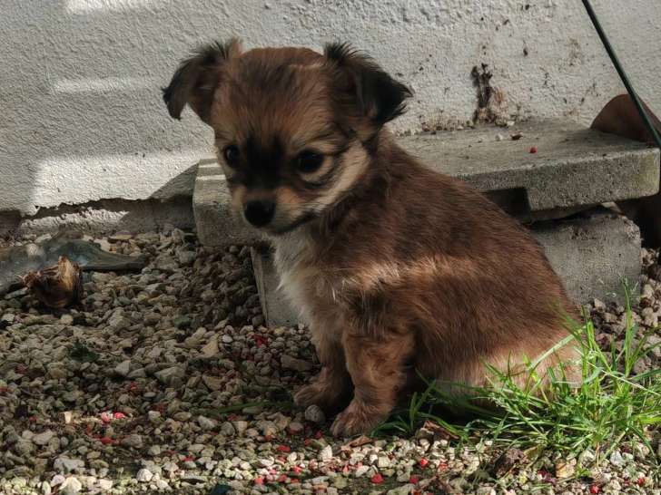 Du Chihuahua De Mes Rêves