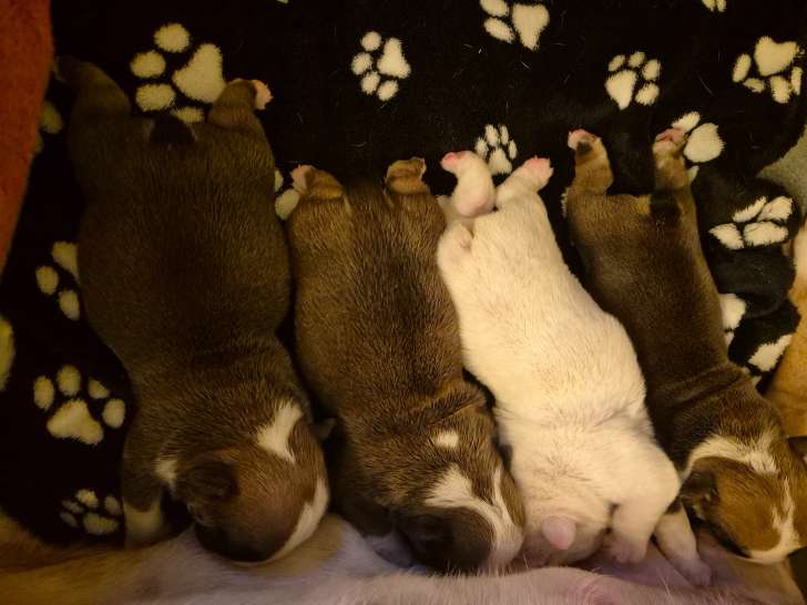 4 petits mâles nés le 24 novembre avec pedigrée. Il reste 2 petits actuellement.