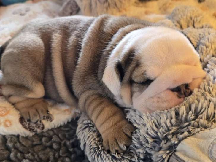 The Kingdom of Velvet Bulls