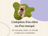 Optima Canin - Éducation et Comportement canin